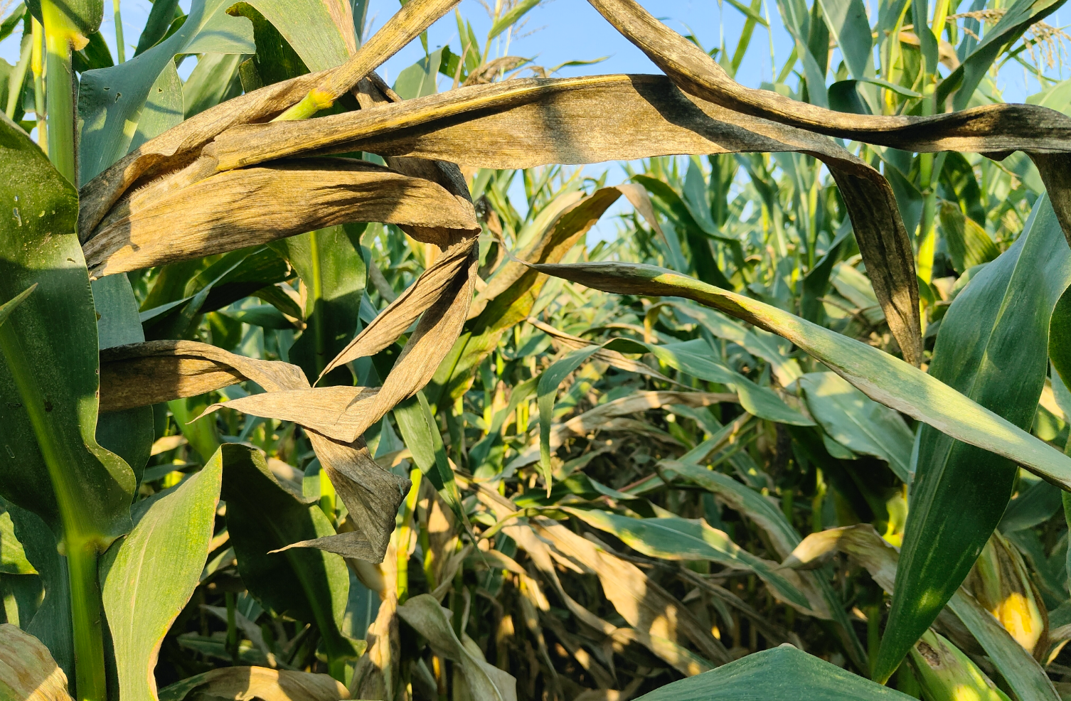 玉米病毒病长啥样？