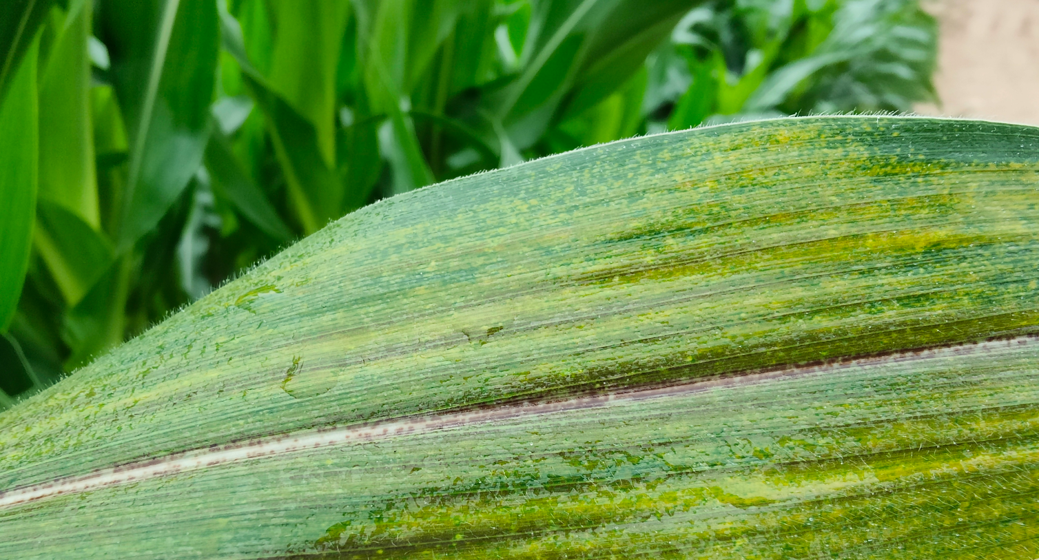 玉米病毒病长啥样？