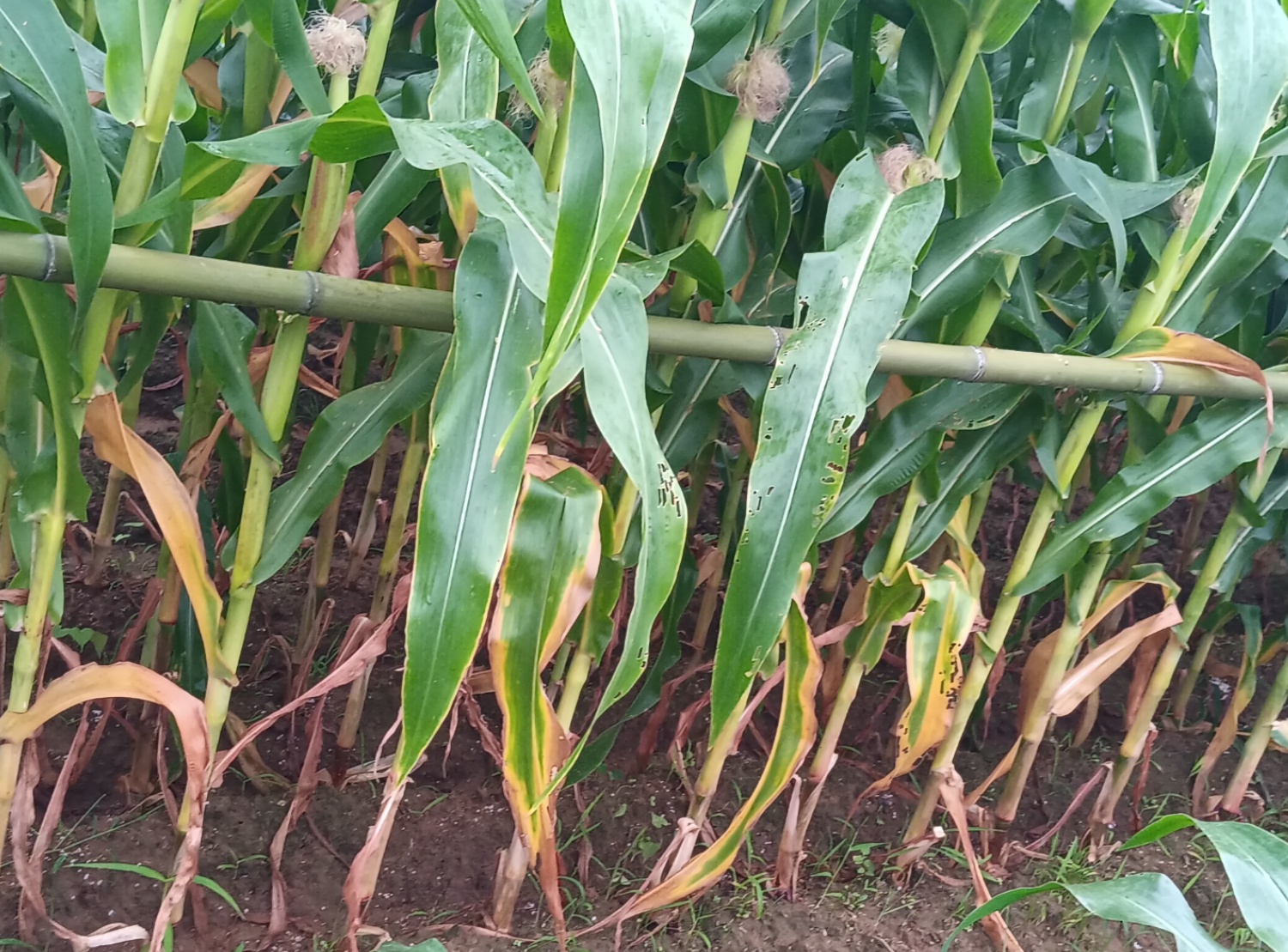 玉米病毒病长啥样？