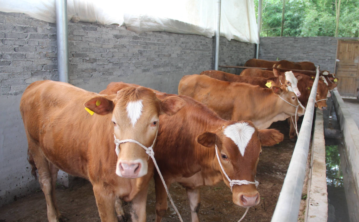 牛前胃弛缓的典型症状