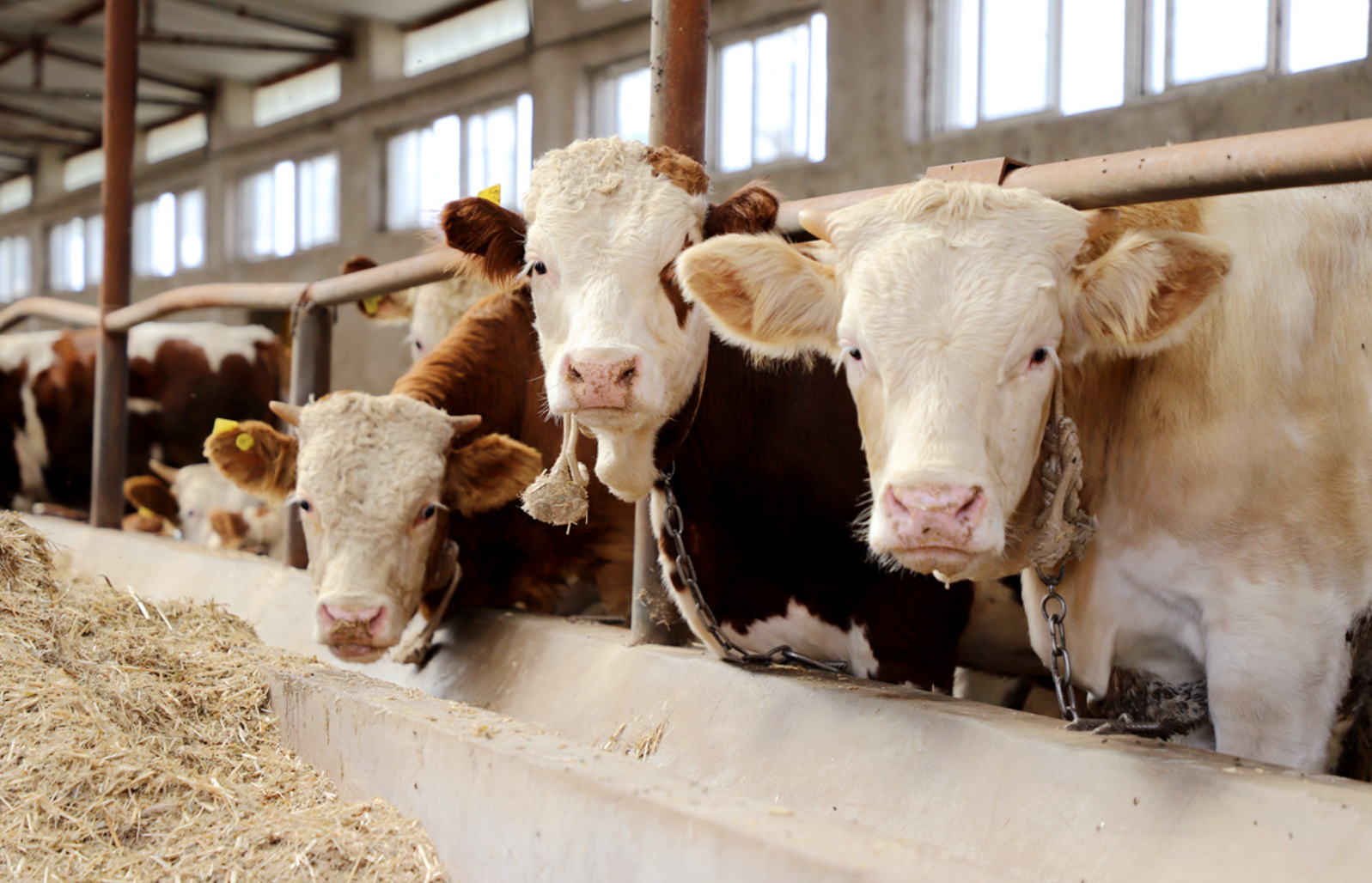牛前胃弛缓的典型症状