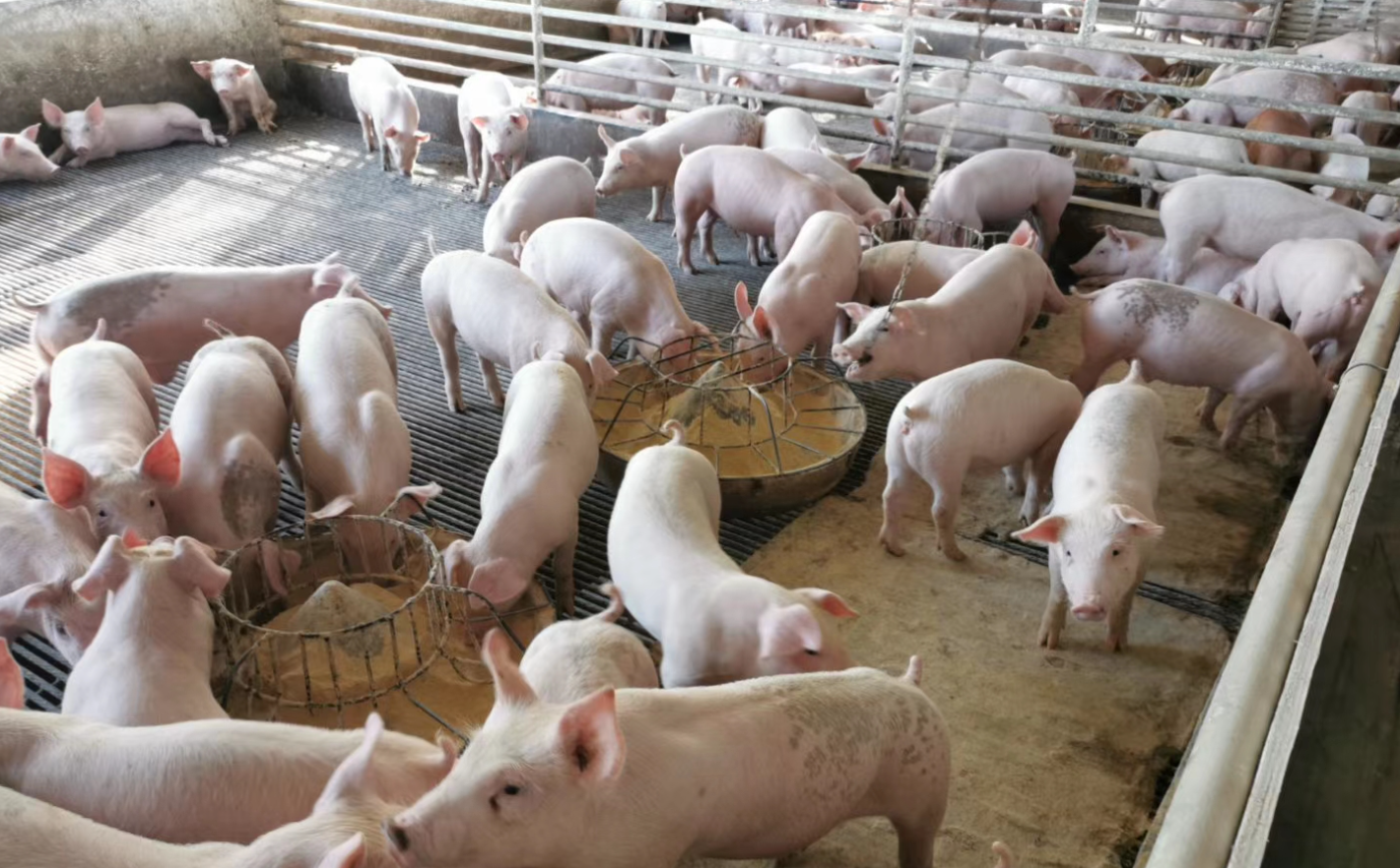 猪传染性胸膜肺炎有啥症状?