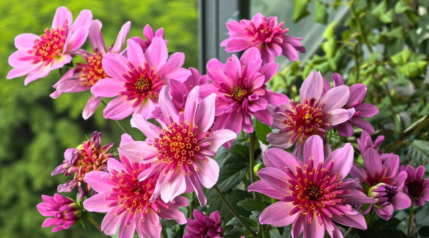 把“地瓜”养成脸大的花球——大丽花(地瓜花)春季种植全攻略