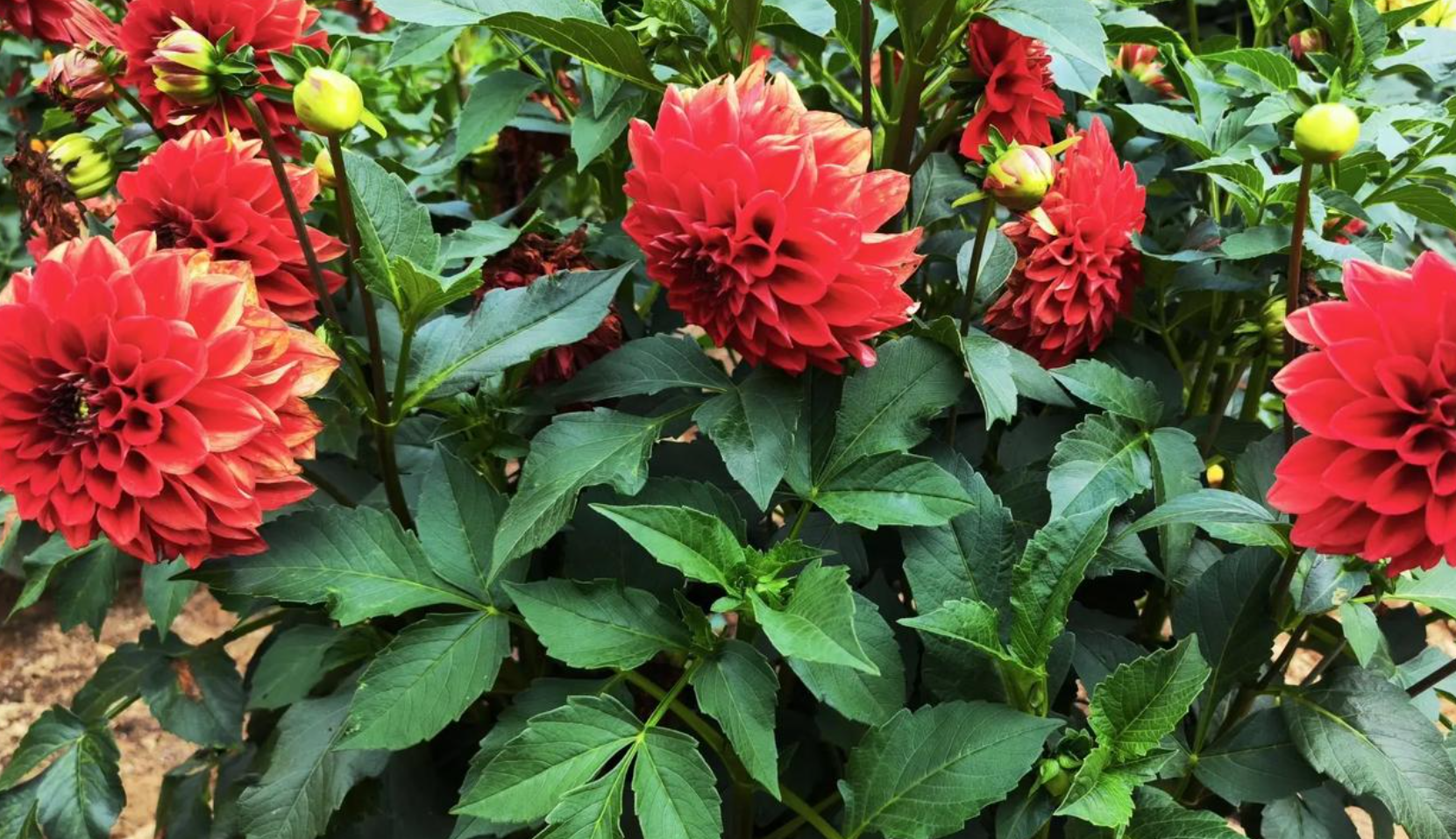 把“地瓜”养成脸大的花球——大丽花(地瓜花)春季种植全攻略