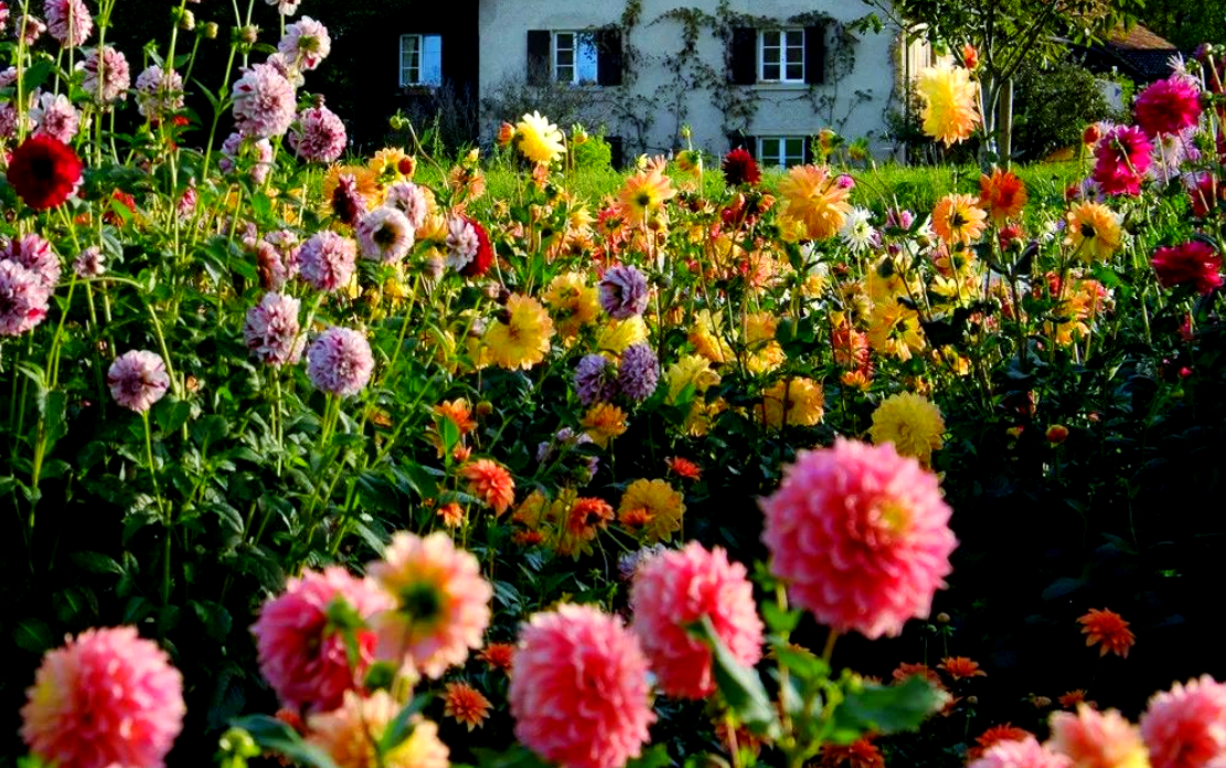 把“地瓜”养成脸大的花球——大丽花(地瓜花)春季种植全攻略