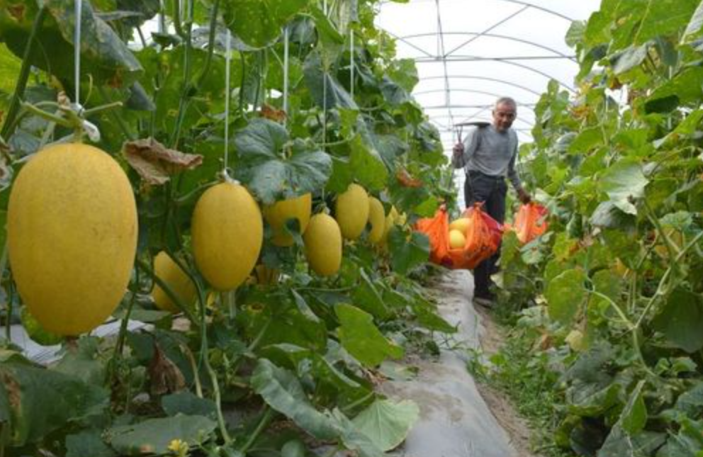 怎么种植哈密瓜?哈密瓜要这么管理,才能高产