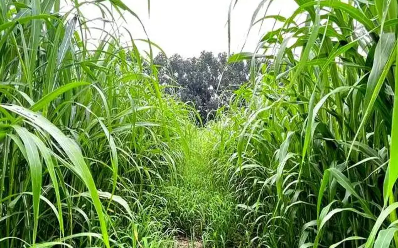 高丹草怎么种高产?最佳种植时间、条播穴播方法及刈割追肥要点全指南