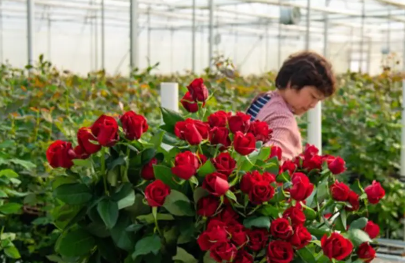 玫瑰苗种植全攻略：从春秋播种时间到土壤调配、花期施肥及开花管理要点