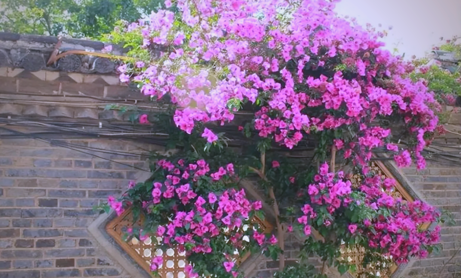 爬藤三角梅种植与养护全攻略:最佳种植时间及开花技巧