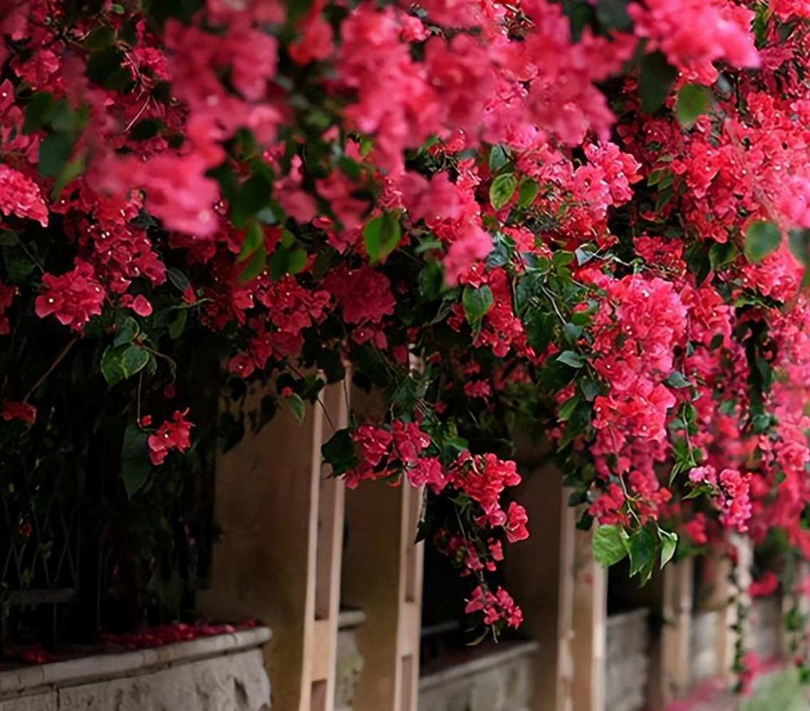 爬藤三角梅种植与养护全攻略:最佳种植时间及开花技巧