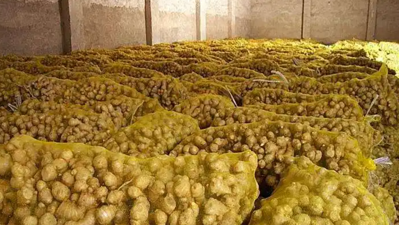 生姜贮藏保鲜技术详解