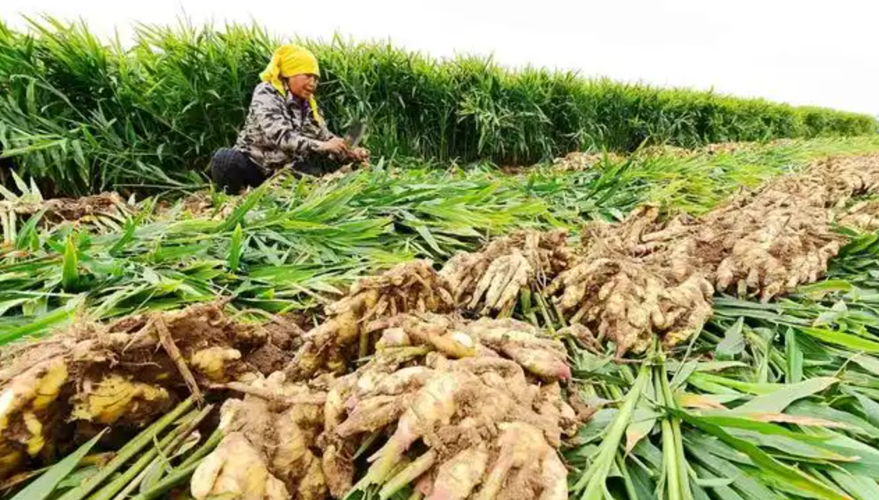 生姜贮藏保鲜技术详解