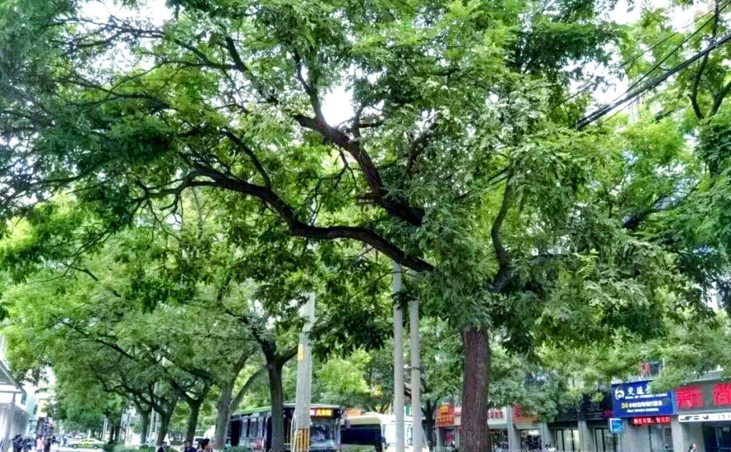 20 cm 胸径规格的“城市绿肺”使用指南