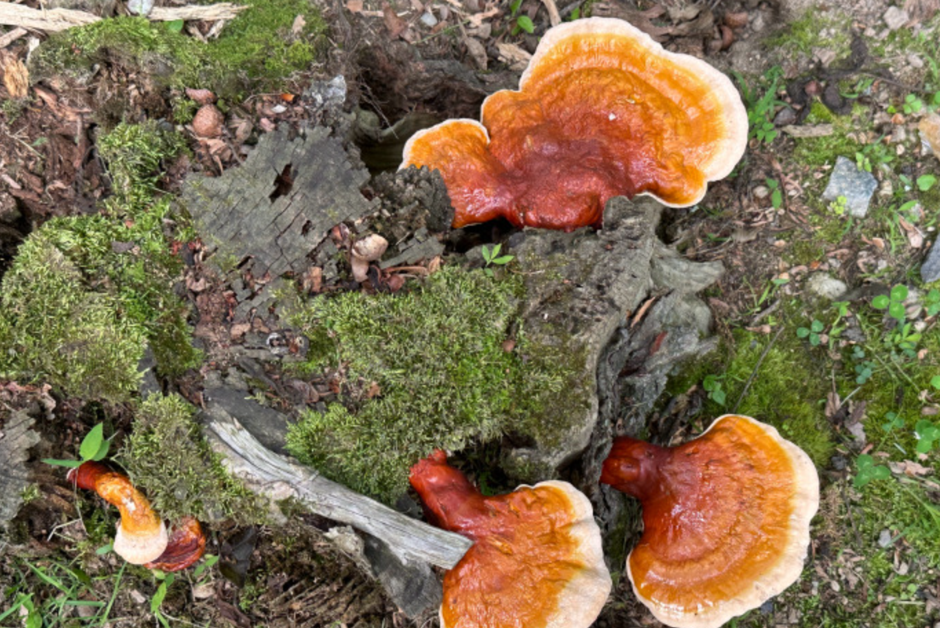 野外识灵芝与竹灵芝实用指南