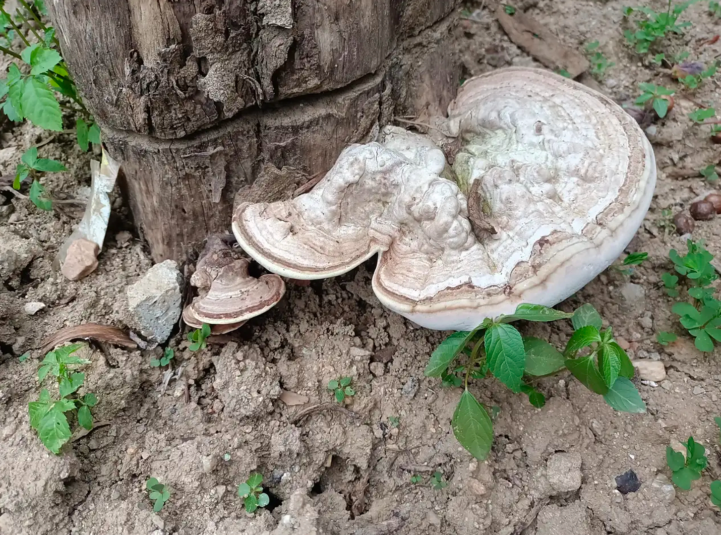 野外识灵芝与竹灵芝实用指南
