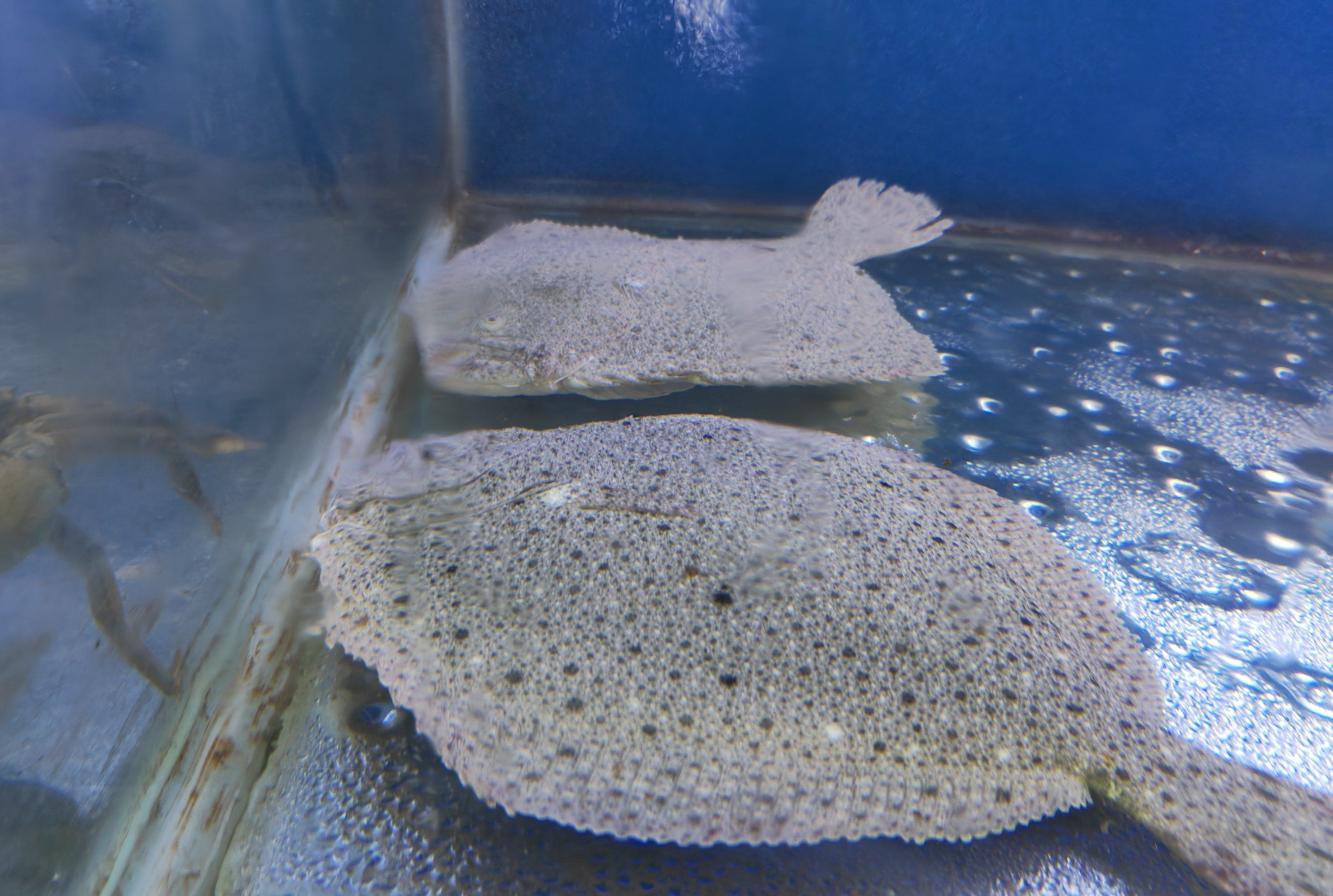 多宝鱼(大菱鲆)如何辨别?看花纹摸黏液翻鳃盖提尾巴四步法