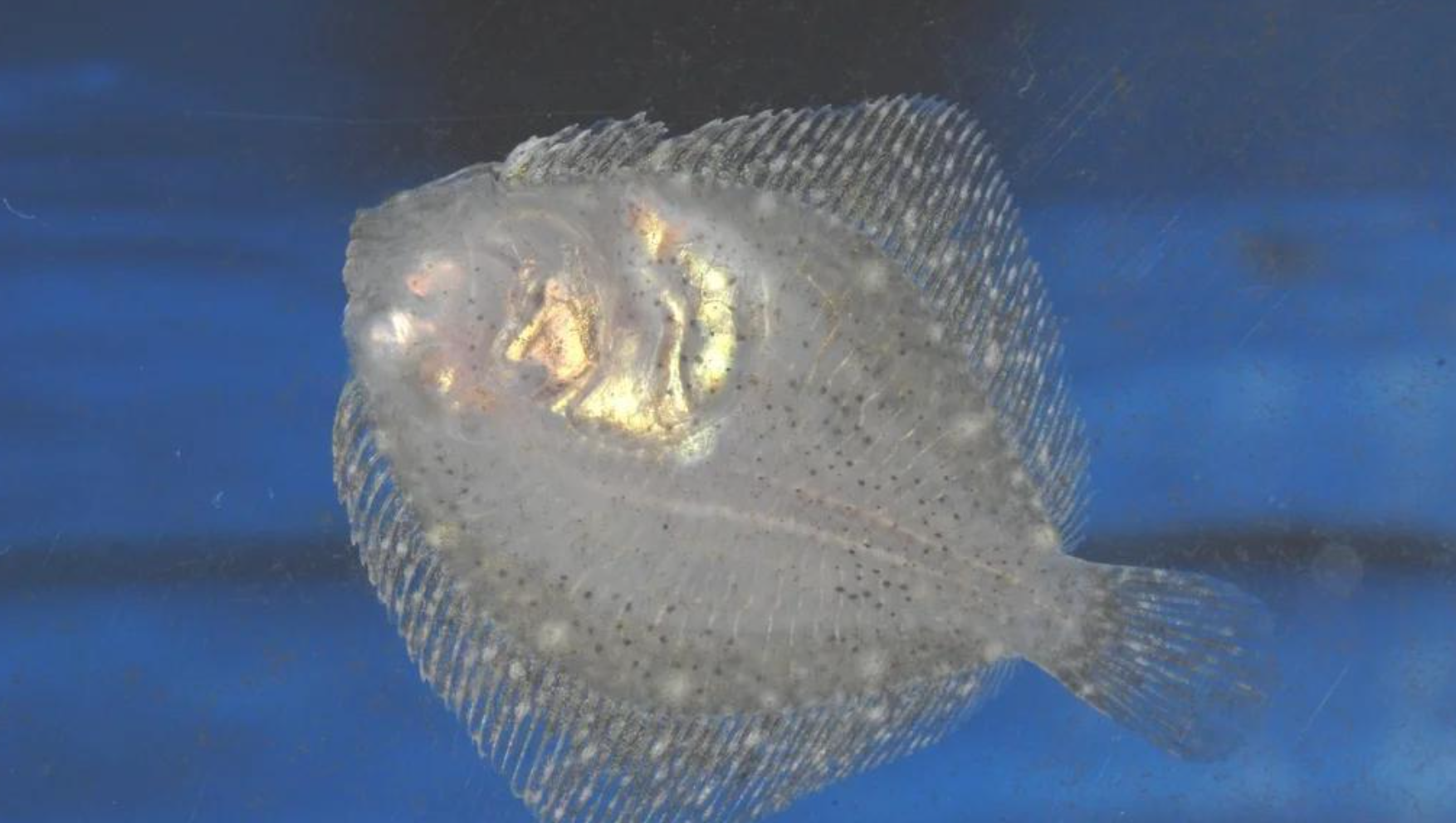 多宝鱼(大菱鲆)如何辨别?看花纹摸黏液翻鳃盖提尾巴四步法