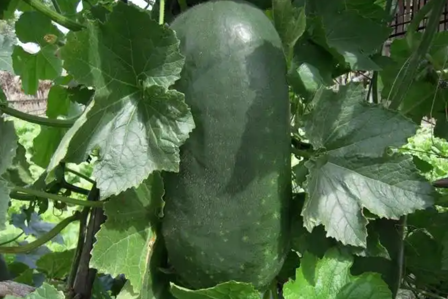 冬瓜有什么特征?长圆筒形外表挂白霜等 “身份证” 信息说明