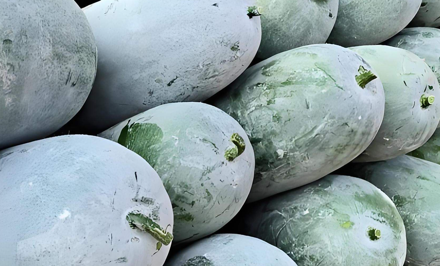 冬瓜有什么特征?长圆筒形外表挂白霜等 “身份证” 信息说明