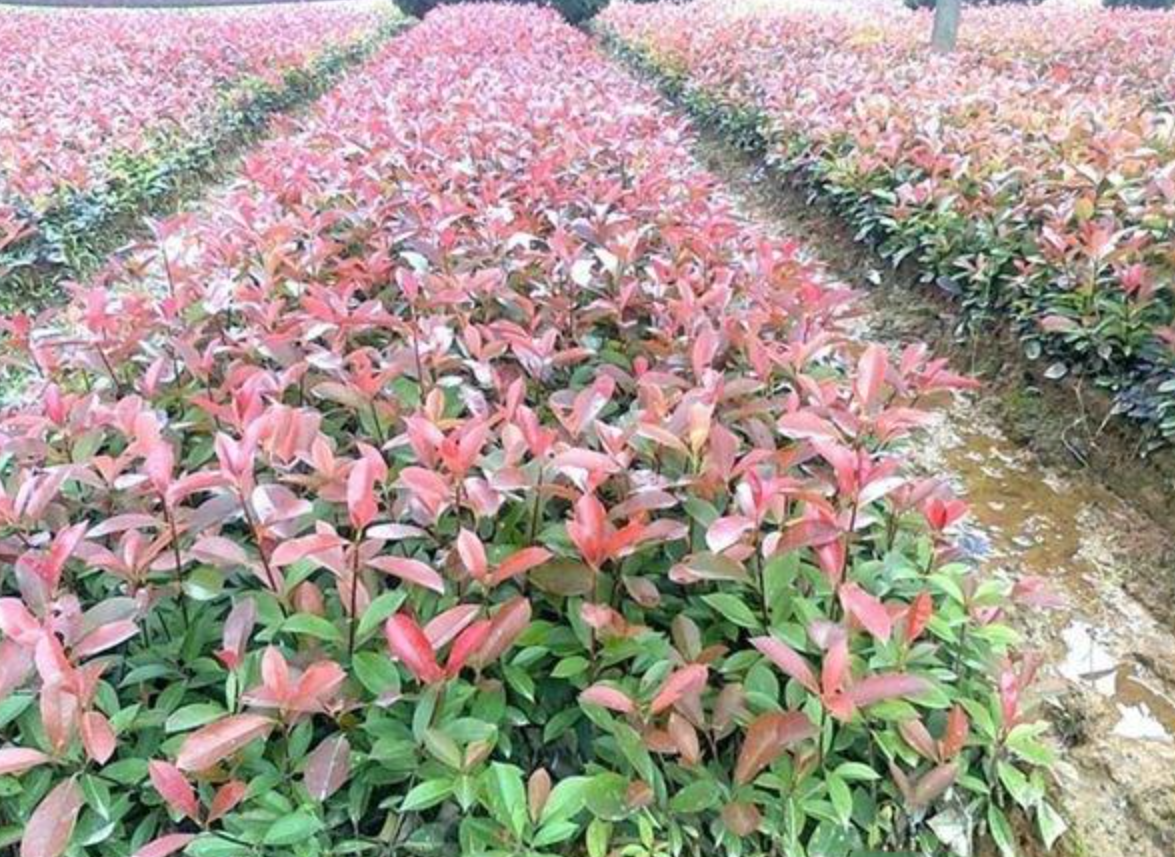红叶石楠小苗去哪买?