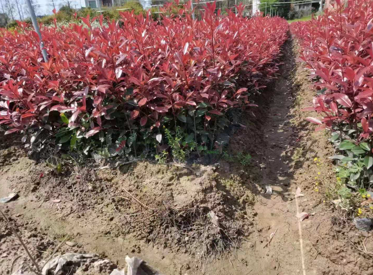 红叶石楠小苗去哪买?