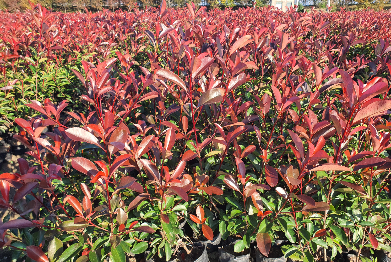 红叶石楠小苗去哪买?