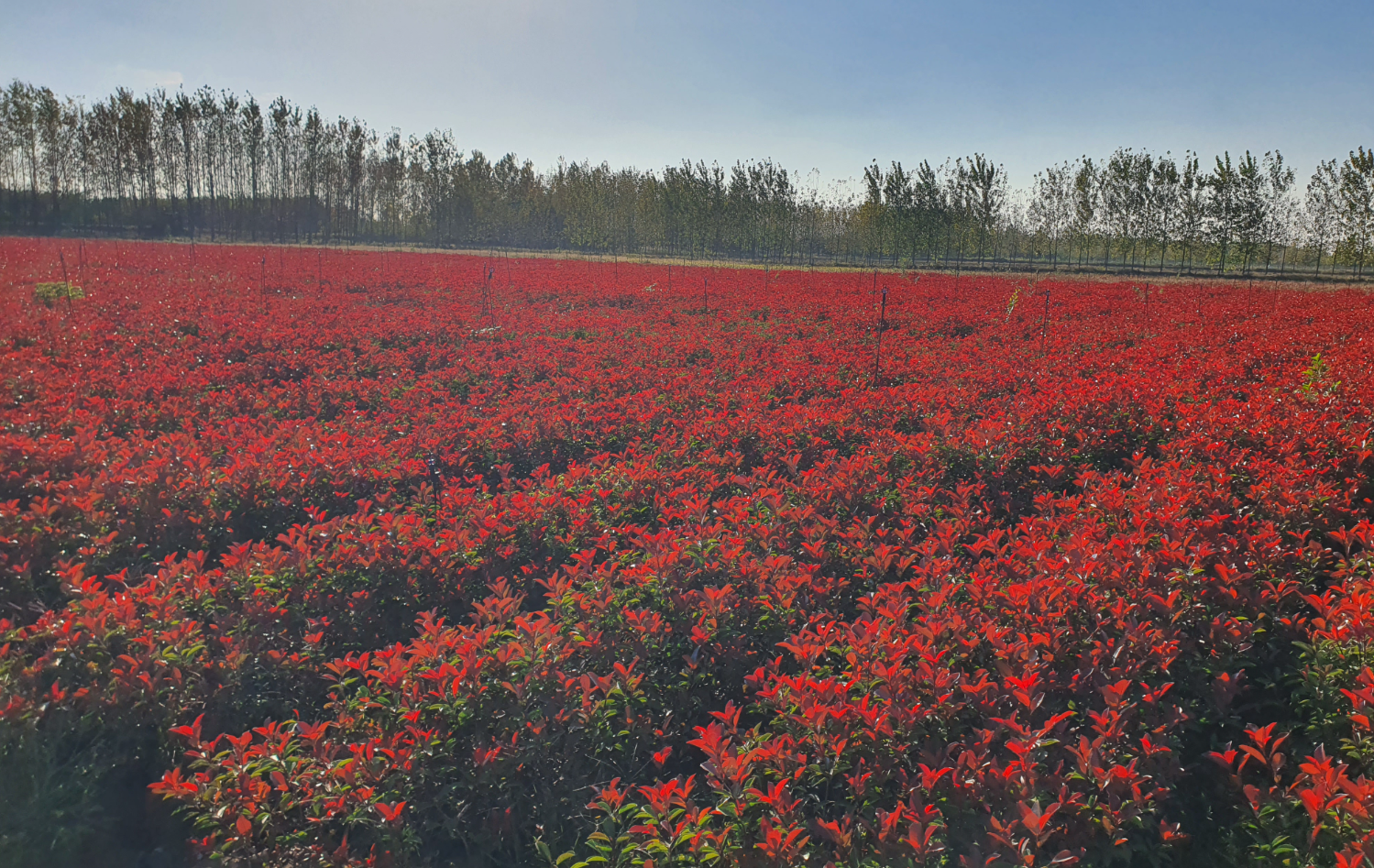 红叶石楠小苗去哪买?