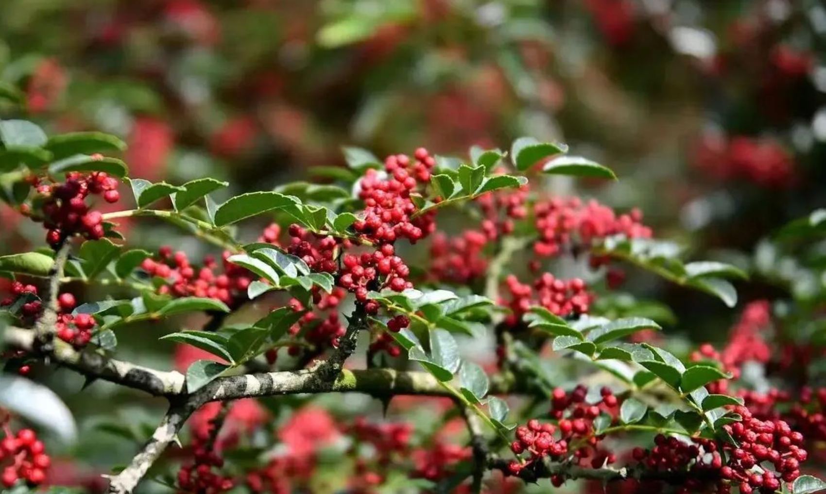不同品种花椒的特点与用途:从风味差异到场景适配