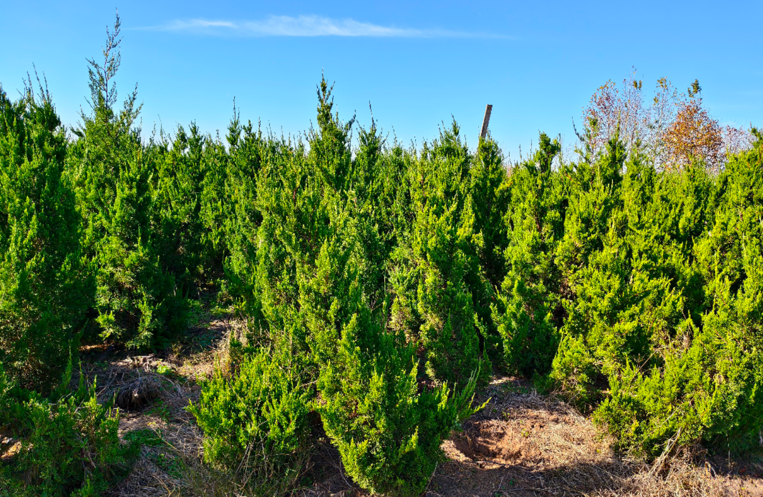 龙柏:适配多场景的优质绿化树种,特点、应用与养护全解析