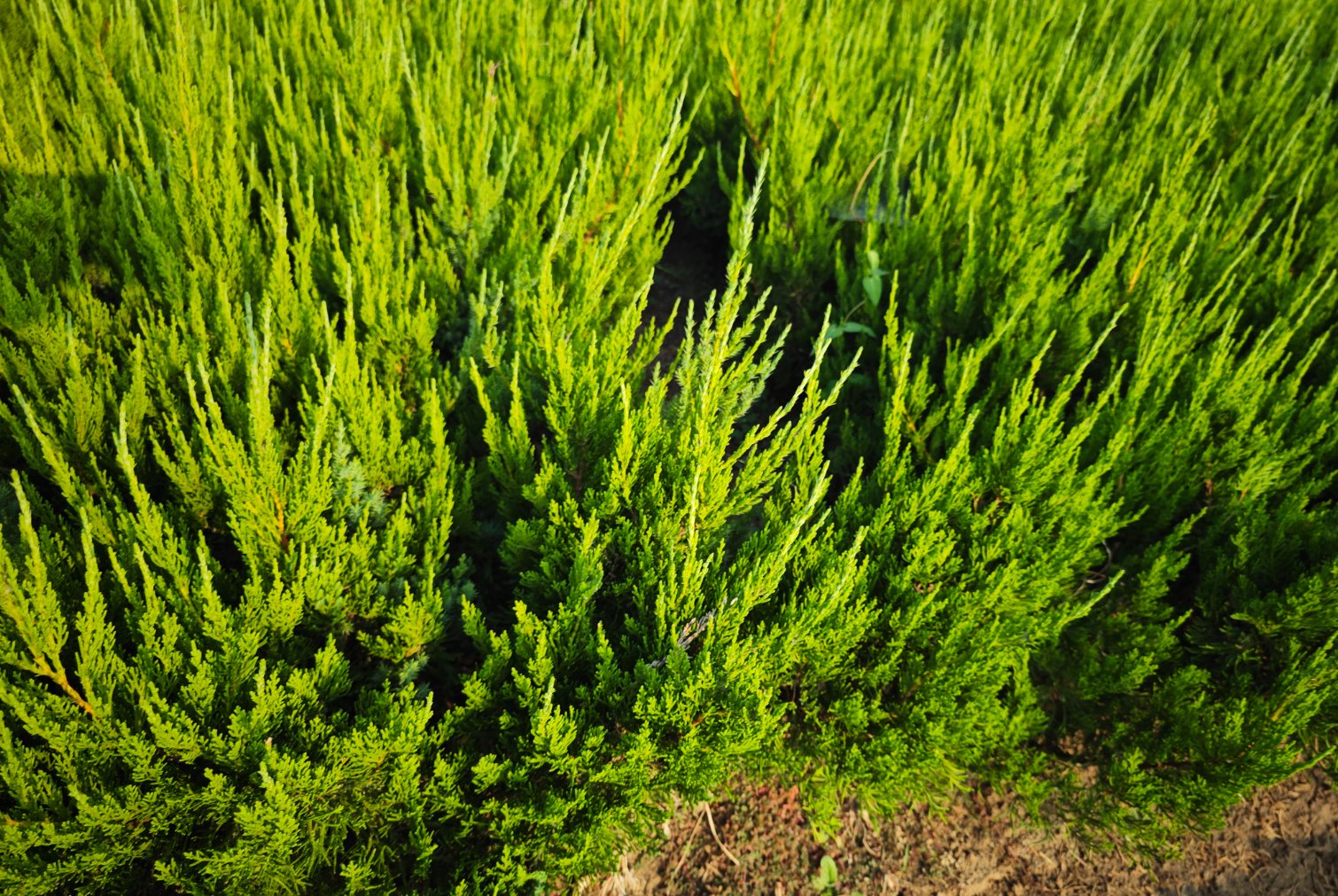 龙柏:适配多场景的优质绿化树种,特点、应用与养护全解析