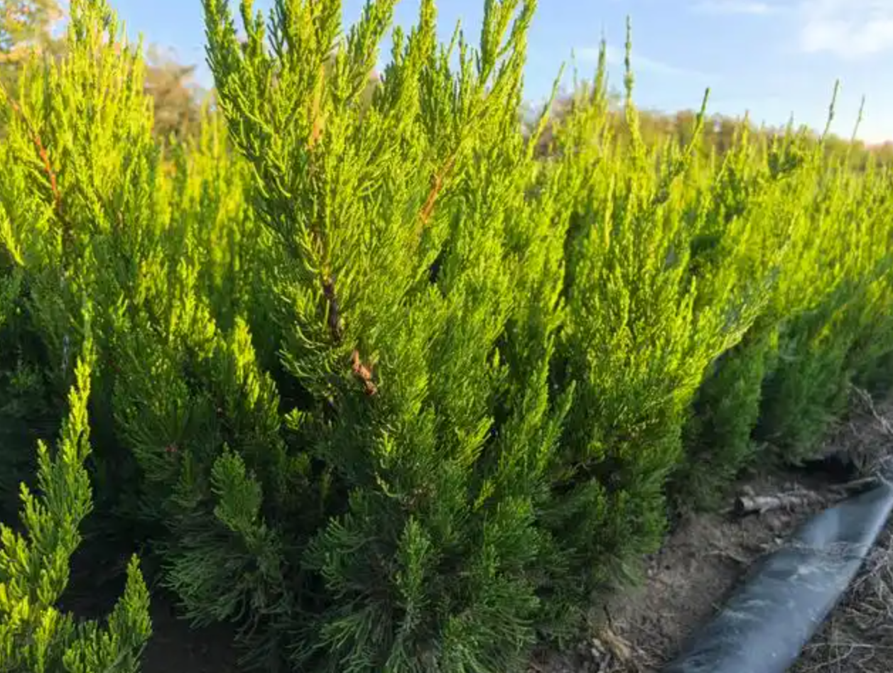 龙柏:适配多场景的优质绿化树种,特点、应用与养护全解析