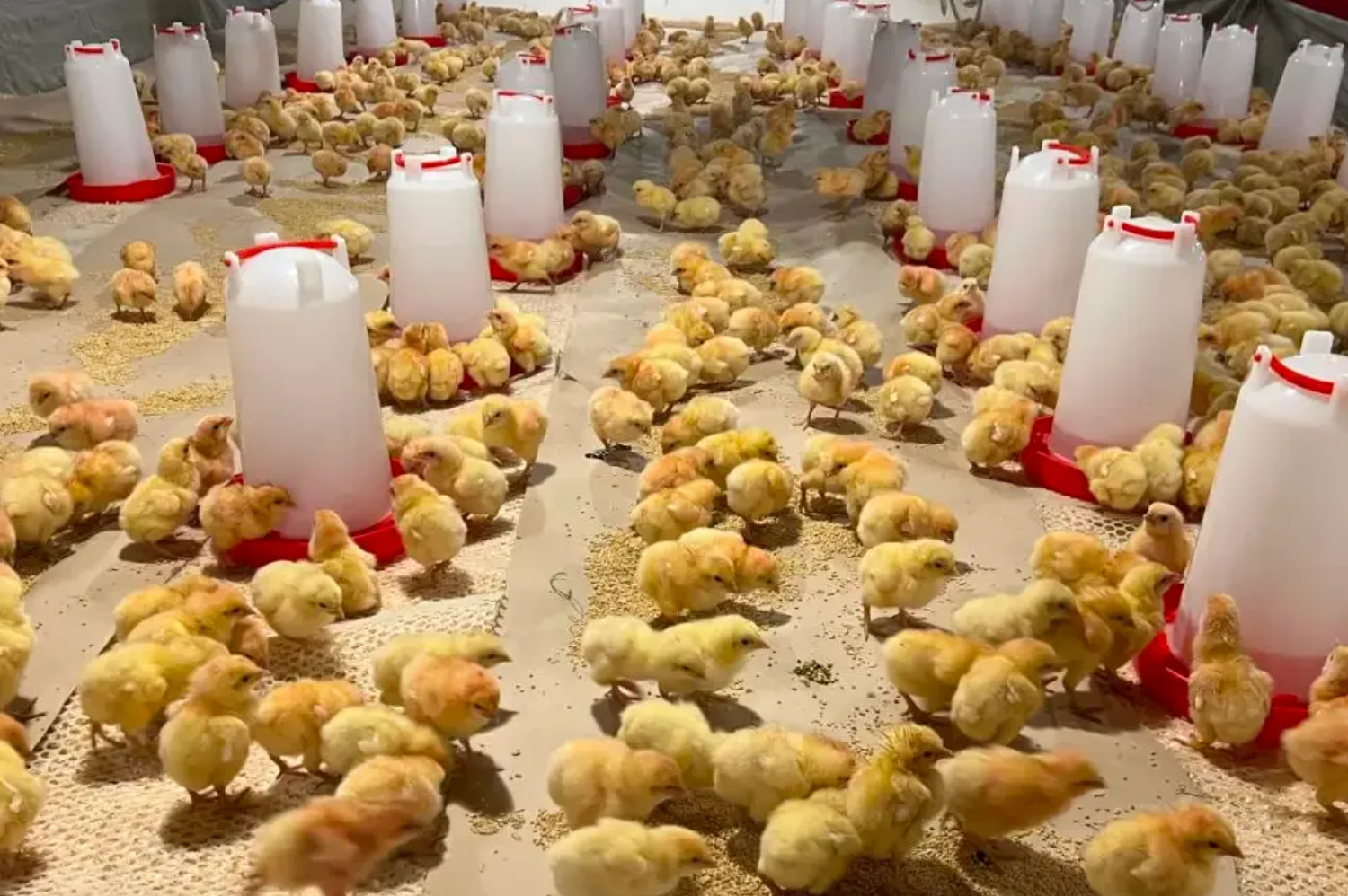 肉用种鸡需要加强光照么?这样做才能管促生长提产蛋