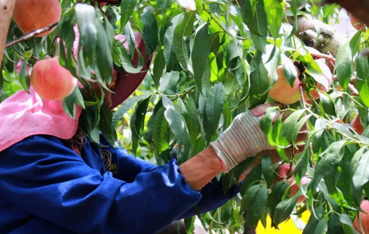 平川秋桃凭啥成增收新途径?填补夏秋水果空白糖度达 15-16