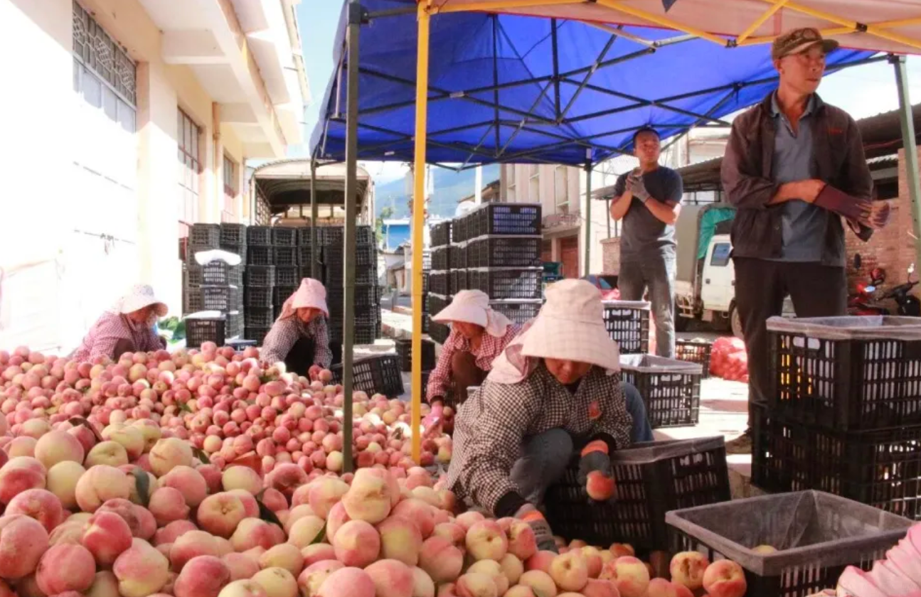 平川秋桃凭啥成增收新途径?填补夏秋水果空白糖度达 15-16