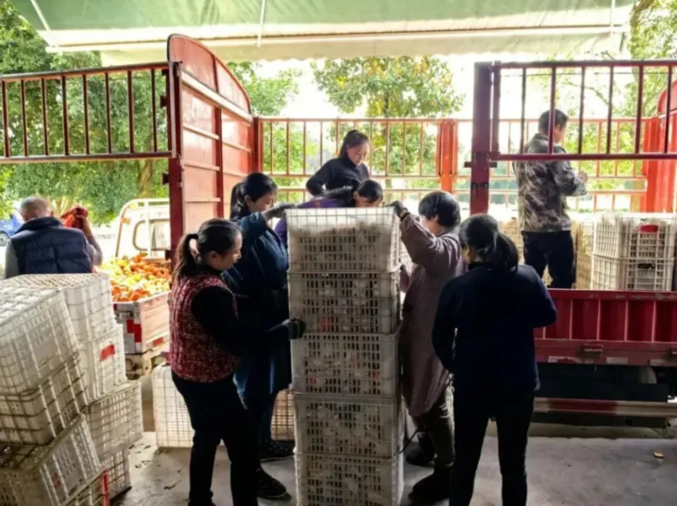 90 后村干部掌镜破局：一部手机带火乡村特产，千万产值背后的数字助农路