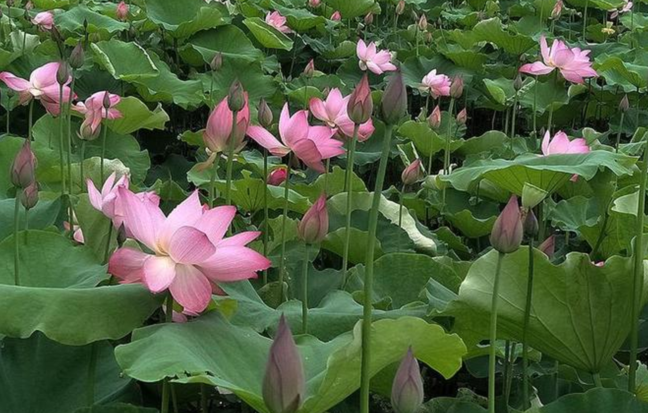 “水中珍宝”—— 湘莲