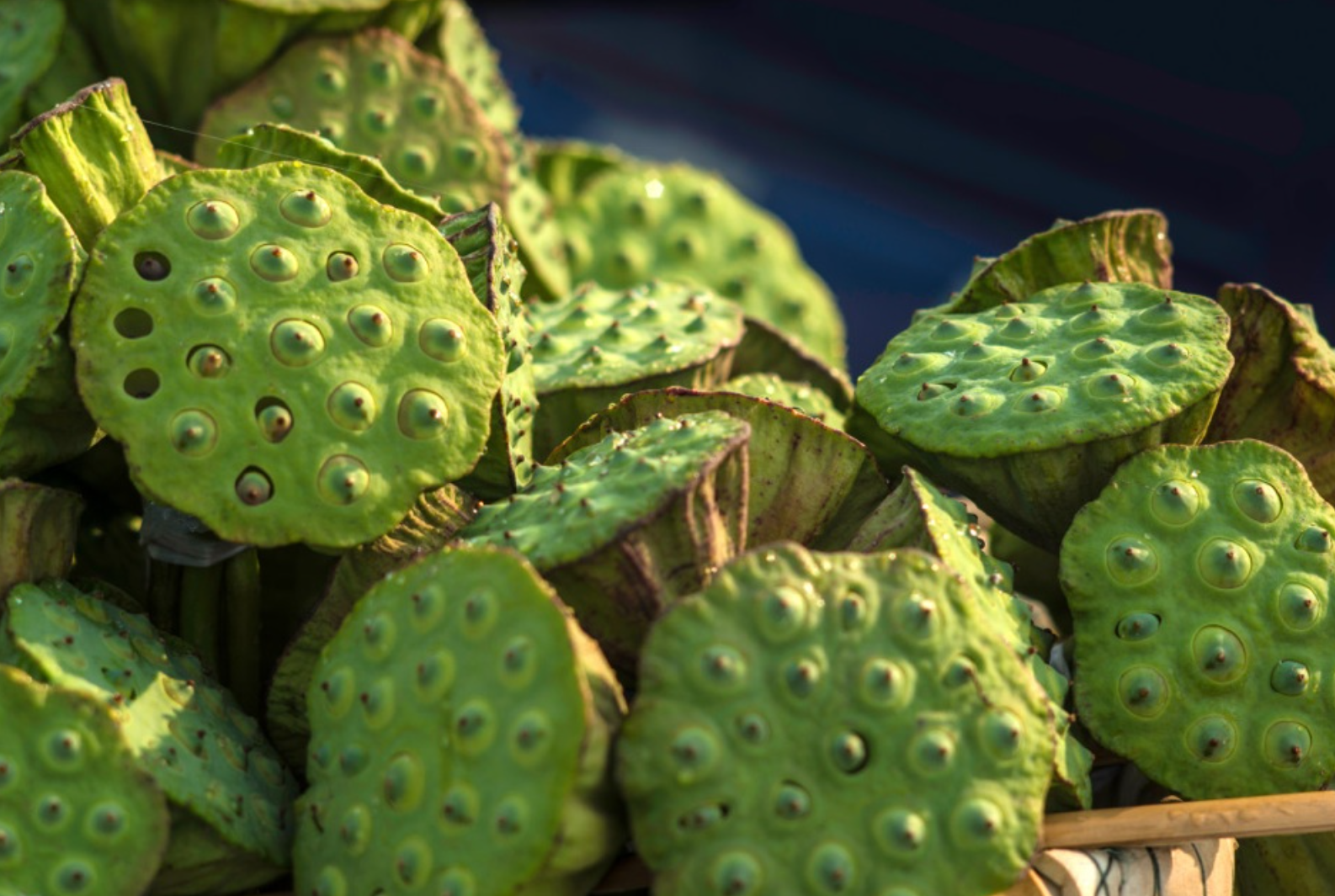 “水中珍宝”—— 湘莲