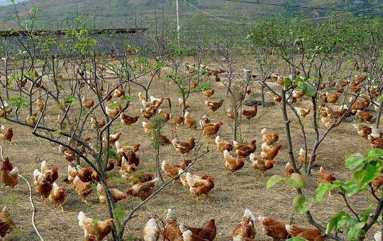 合适的鸡舍位置