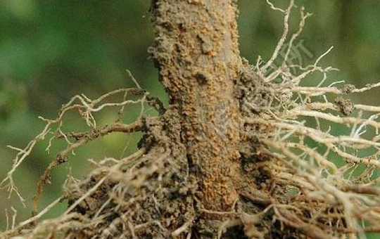 辣椒根腐病症状