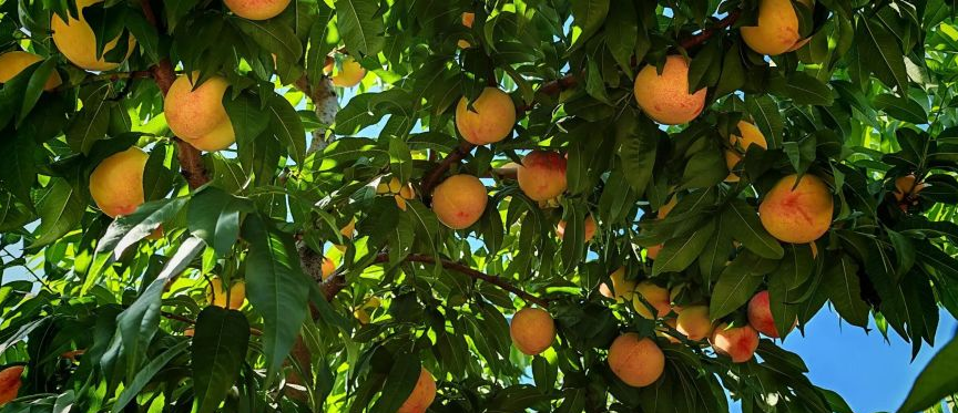 游客在桃林的场景