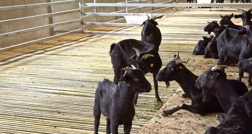 专家指导养殖户