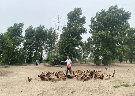 库伦旗养土鸡场景