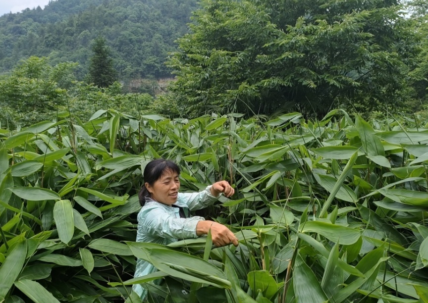 鹤峰箬叶种植