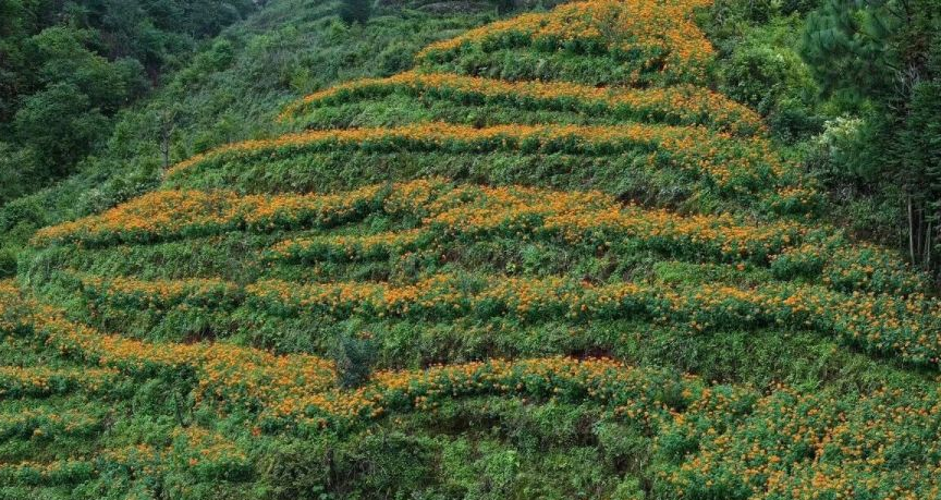 村民采摘万寿菊