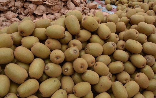 猕猴桃园劳作场景