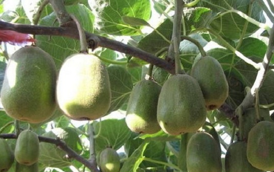 猕猴桃园劳作场景