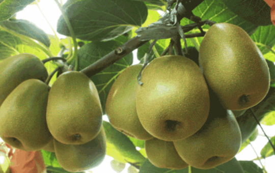 猕猴桃园劳作场景