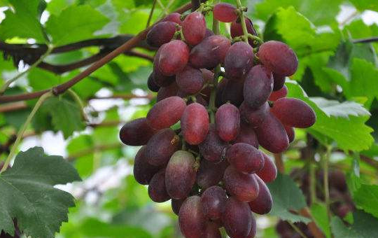 葡萄园施肥场景