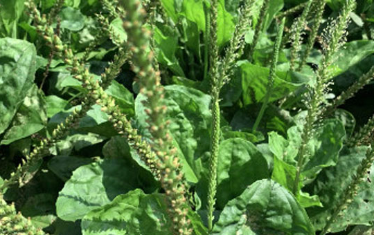 车前子田间管理