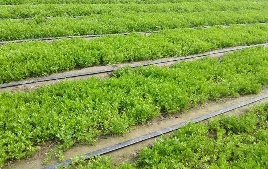 白芹菜种植时间相关图片